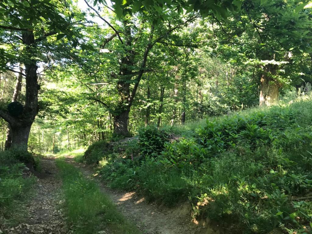 Les Grangeonnes, Gites Nature, Piscine, Bain Nordique, Sauna Pour Accueil Familiale Ou De Groupe Saint-Basile Exterior foto